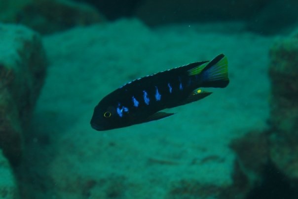 Maylandia melissa 'Chewere'